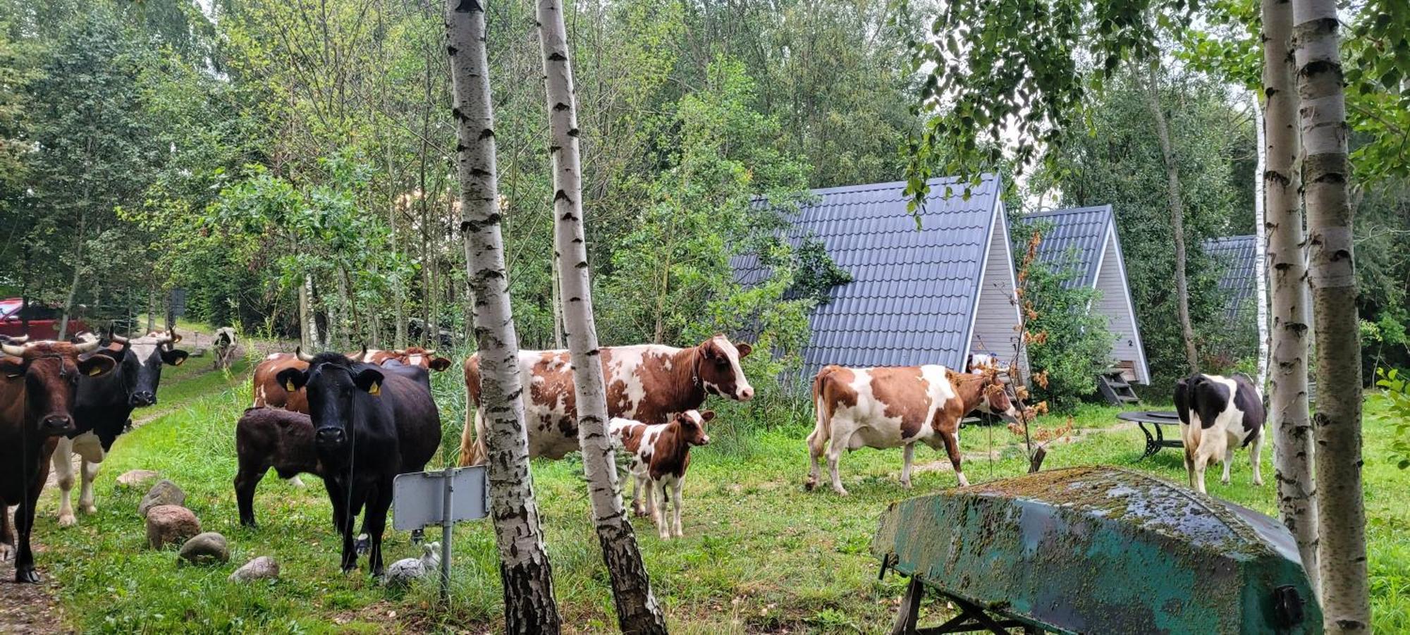 Vigio Brasta Camping Elektreny Zewnętrze zdjęcie